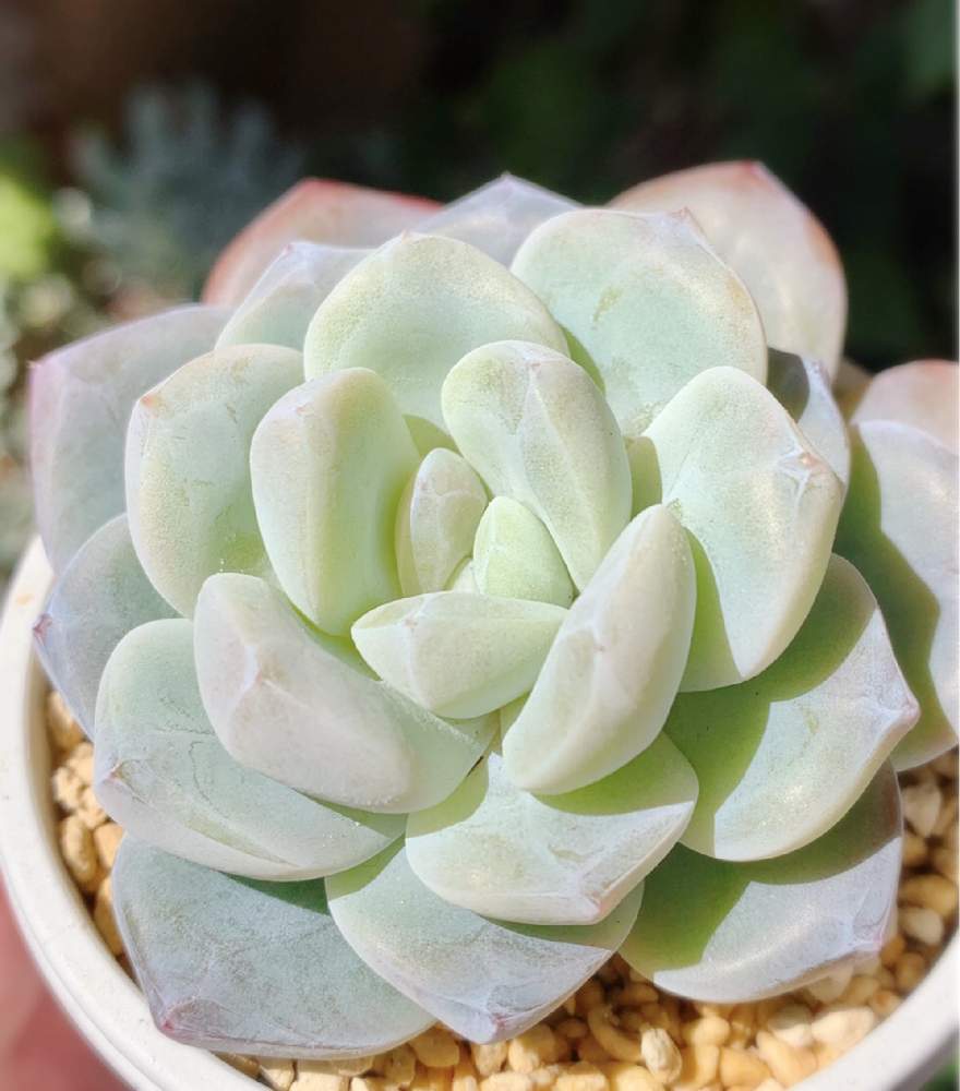 アイスグリーンの投稿画像 By きゅりん さん 多肉植物初心者と多肉中毒と多肉植物と多肉大好きとおうち園芸と多肉女子とkyu アイスグリーンと 多肉植物ラブと白粉愛好会 O O 21月2月10日 Greensnap グリーンスナップ