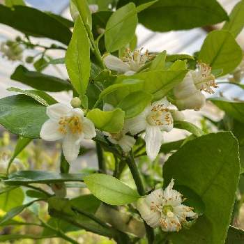 グレープフルーツの花の投稿画像一覧 Greensnap グリーンスナップ