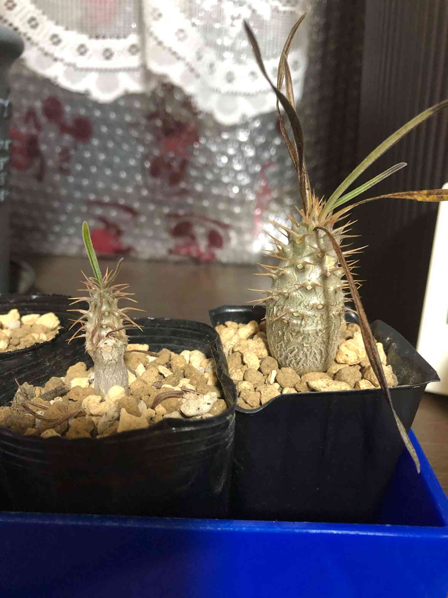 パキポディウムグラキリス初めての種蒔き｜🍀GreenSnap（グリーン