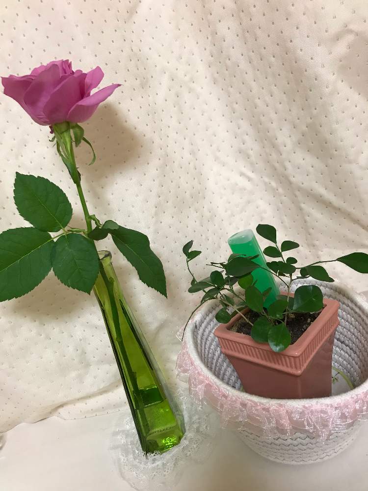 バラの投稿画像 By Oriさん シルクジャスミンとピンク色のバラと水曜ローズショーとイケるなとフリフリタイム とフリフリプレイ とハート型の葉っぱ と歌は唄ってる とピンク色のお花 21月2月10日 Greensnap グリーンスナップ