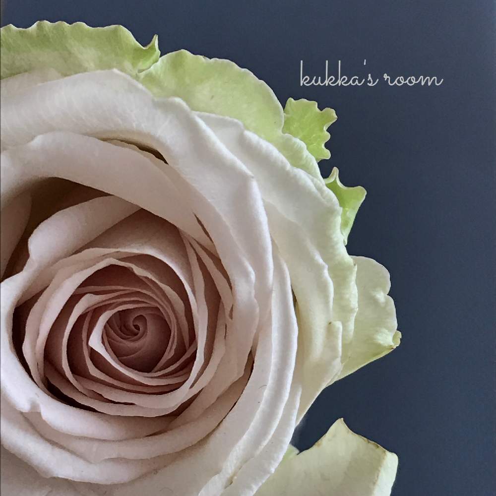 バラの投稿画像 By Kukkaさん グラデーションと癒しと切り花を楽しむと花を飾るとナチュラルスタイルと花のある暮らしと切り花 とデスクと水曜ローズショーとグラデーションと癒しと切り花を楽しむと花を飾るとナチュラルスタイルと花のある暮らしと切り花と水曜ローズ