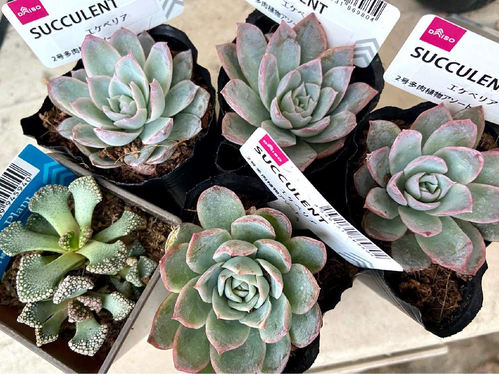 22 新作 コタロウ ご予約してた方 多肉植物 植物 観葉植物 Alrc Asia