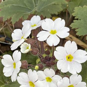 プリムラ シネンシスの投稿画像一覧 Greensnap グリーンスナップ