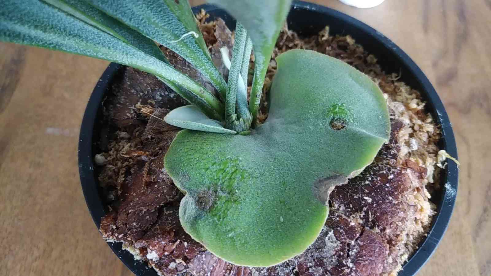 あ～あ、肥料焼け💧｜🍀GreenSnap（グリーンスナップ）