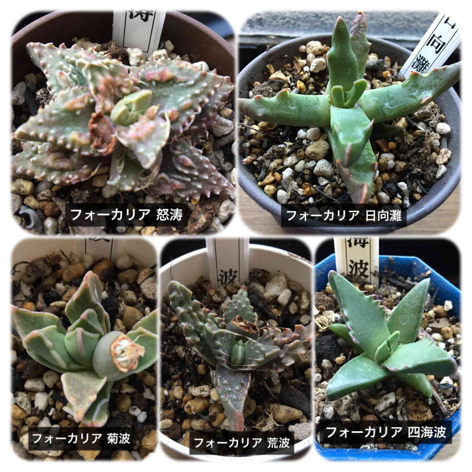 多肉植物 フォーカリア 怒涛 - インテリア小物