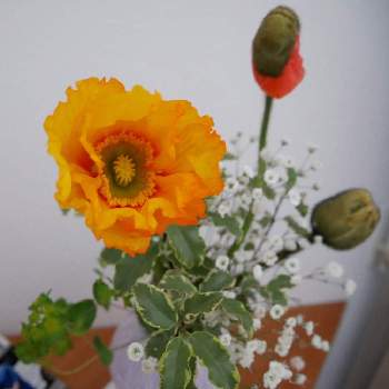 ピットスポルムの画像 by 花の首飾りさん | 部屋とポピーとピットスポルムとかすみそうとオレンジ色の花とおうち時間とGS映えと花のある暮らしとかわいいとおうちですごそうと切り花