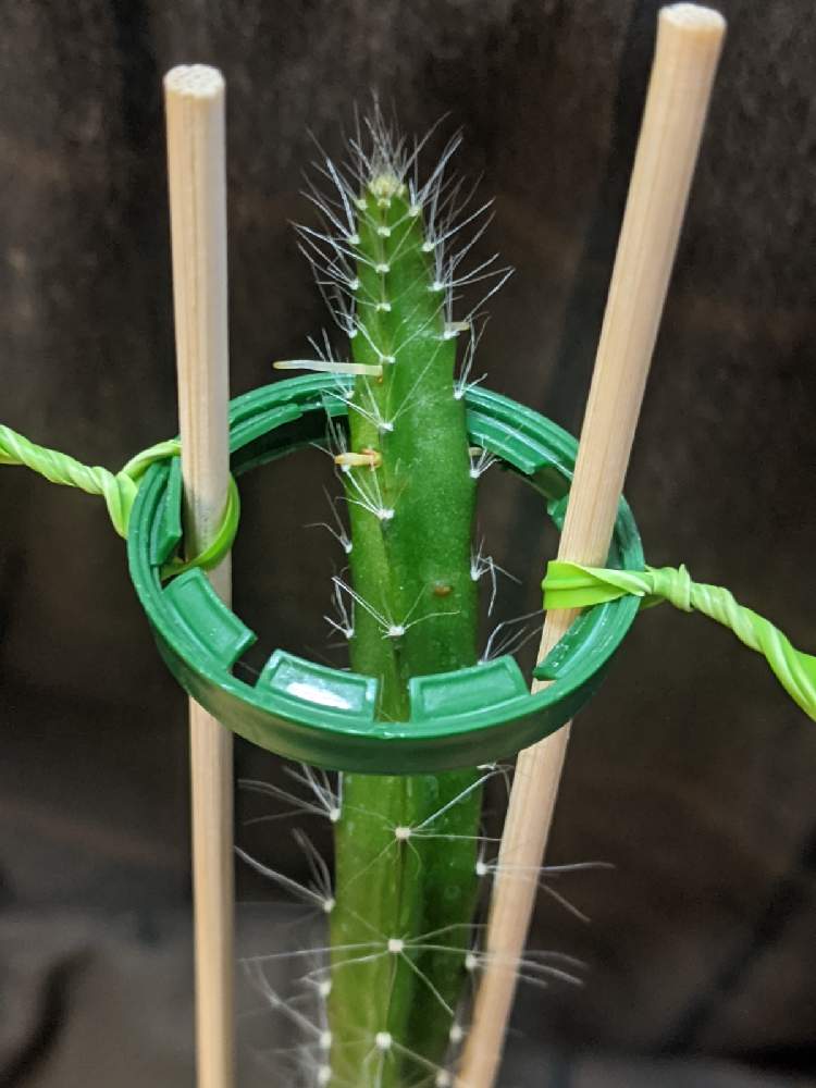 ドラゴンフルーツの投稿画像 By Kjozkさん 実生とヒモサボテン属と火竜果 21月2月10日 Greensnap グリーンスナップ ドラゴンフルーツの投稿画像 By Kjozkさん 実生とヒモサボテン属と火竜果 21月2月10日 Greensnap グリーンスナップ