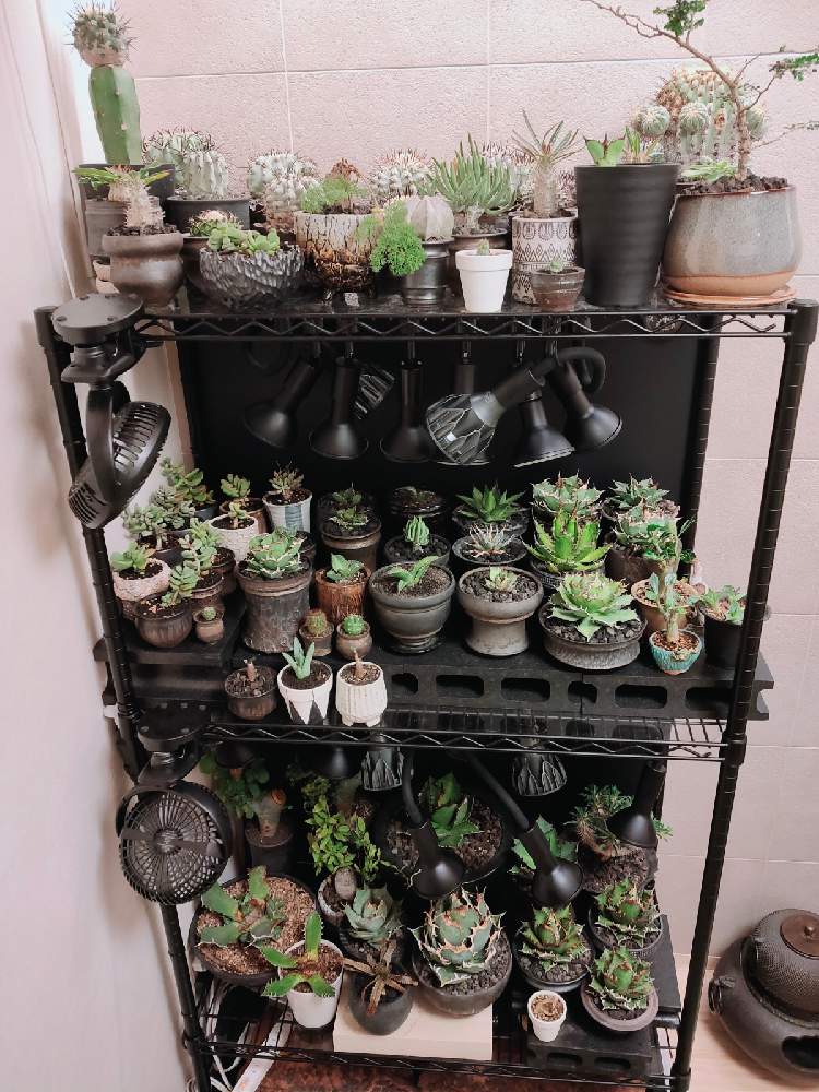冬対策☃室内用植物棚完成👷‍♂｜🍀GreenSnap（グリーンスナップ）