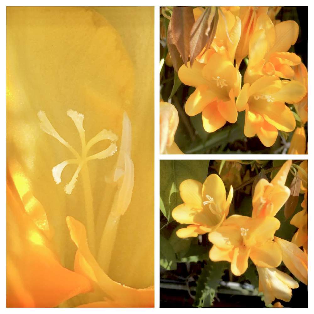 誕生花の投稿画像 By ヒーちゃんさん フリージアの花と花言葉ときいろいはなと今日はなんの日 21月2月11日 Greensnap グリーンスナップ