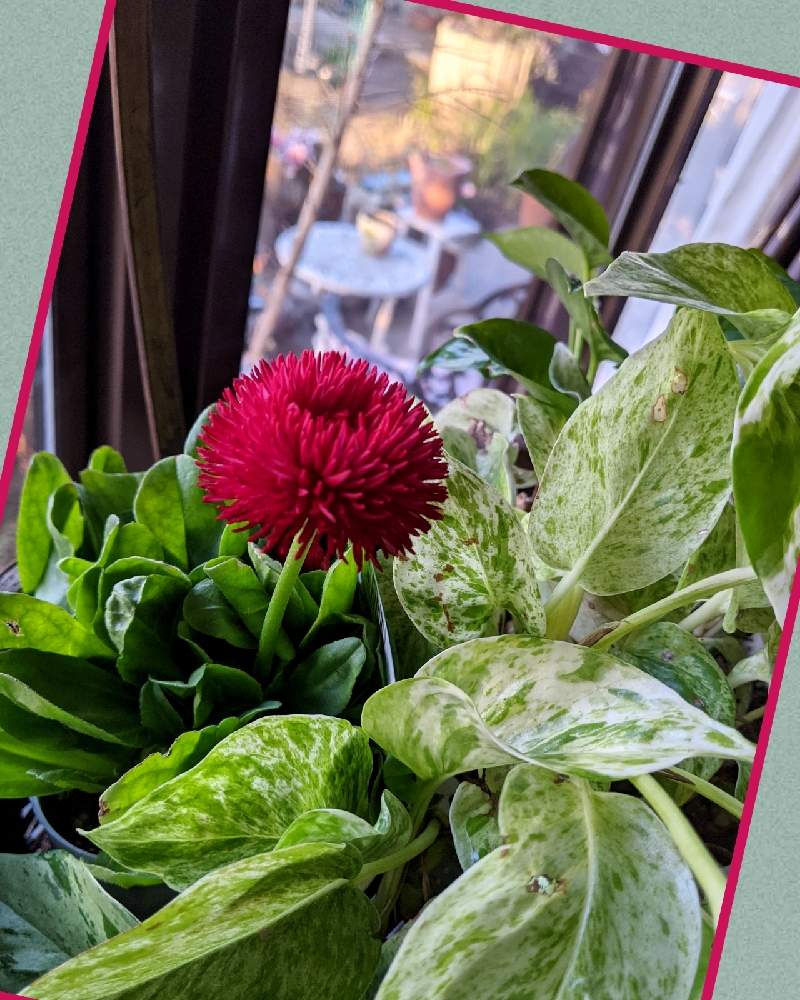 デージーの投稿画像 By なおちゃんさん ポトスとチロリアン デージーと部屋と観葉植物とガーデニングと花 のある暮らしとおうち園芸と観葉植物とガーデニングと花のある暮らしとおうち園芸 21月2月11日 Greensnap グリーンスナップ Greensnap グリーン