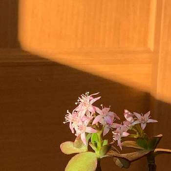 柔らかな光にの画像 by 淳 こさん | 窓辺といつもありがとうございますとおだやかな１日になりますようにと緑な ながめと金のなる木　ジュニアと柔らかな光に