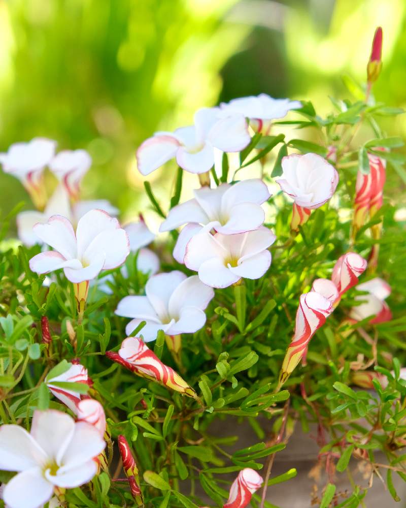 オキザリスの投稿画像 By ボヤージュさん オキザリス バーシカラーと可愛いと実家の庭と早春の花と早春 21月2月11日 Greensnap グリーンスナップ