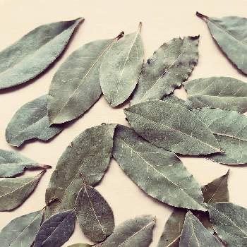 ローリエ 乾燥 の投稿画像一覧 Greensnap グリーンスナップ