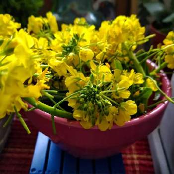 オータムポエムの投稿画像一覧 Greensnap グリーンスナップ