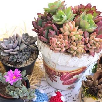 天狗の舞の投稿画像一覧 Greensnap グリーンスナップ