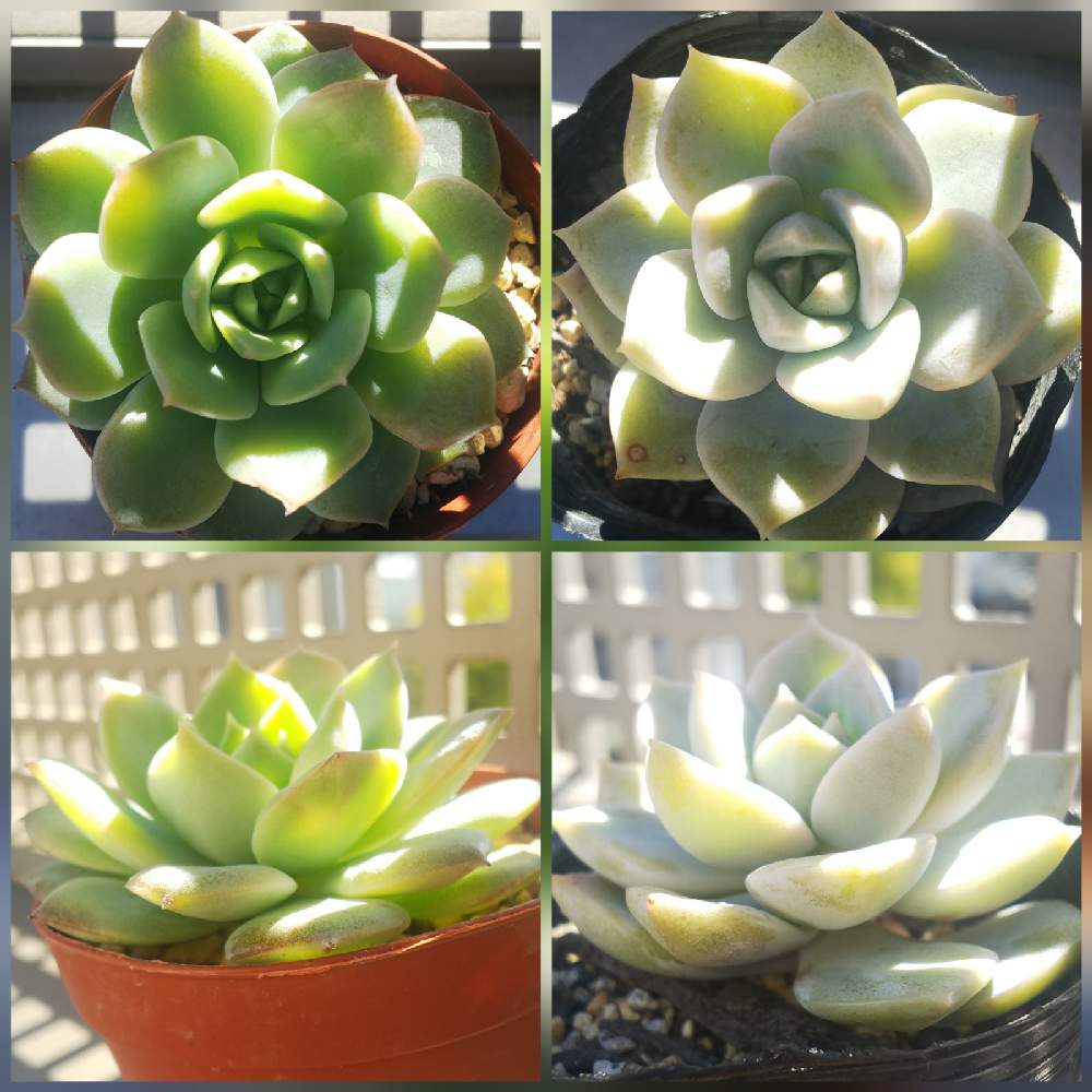 ファンクイーンの投稿画像 By ぼんぼんさん エケベリアと白牡丹と多肉植物と神奈川タニラーと多肉増やしたいとkohさん便 21月2月11日 Greensnap グリーンスナップ
