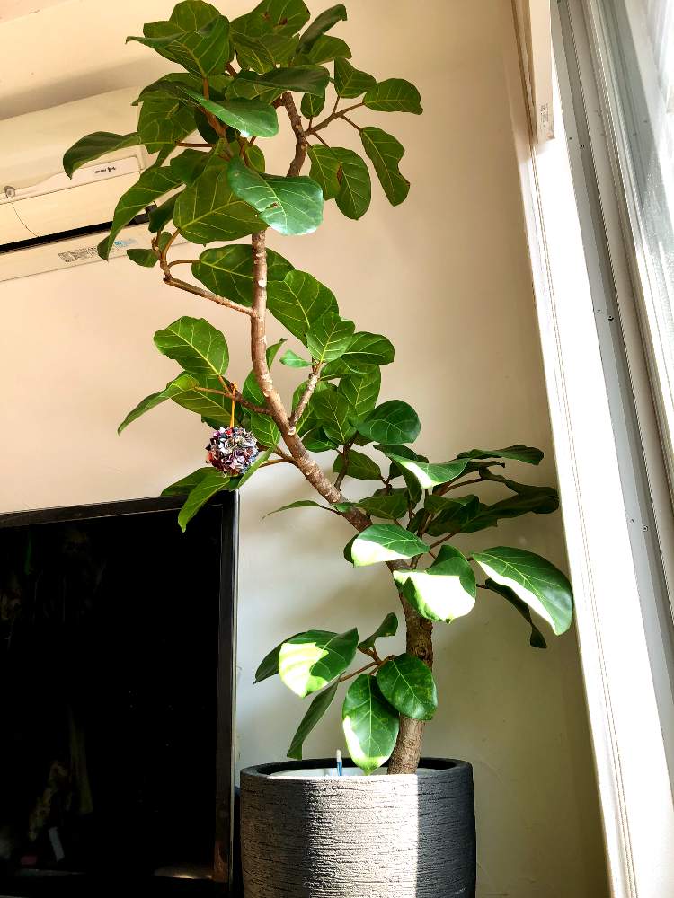 フィカス アフリカンプリンスの投稿画像 By Karanoaさん 部屋 21月2月11日 Greensnap グリーンスナップ Greensnap グリーンスナップ