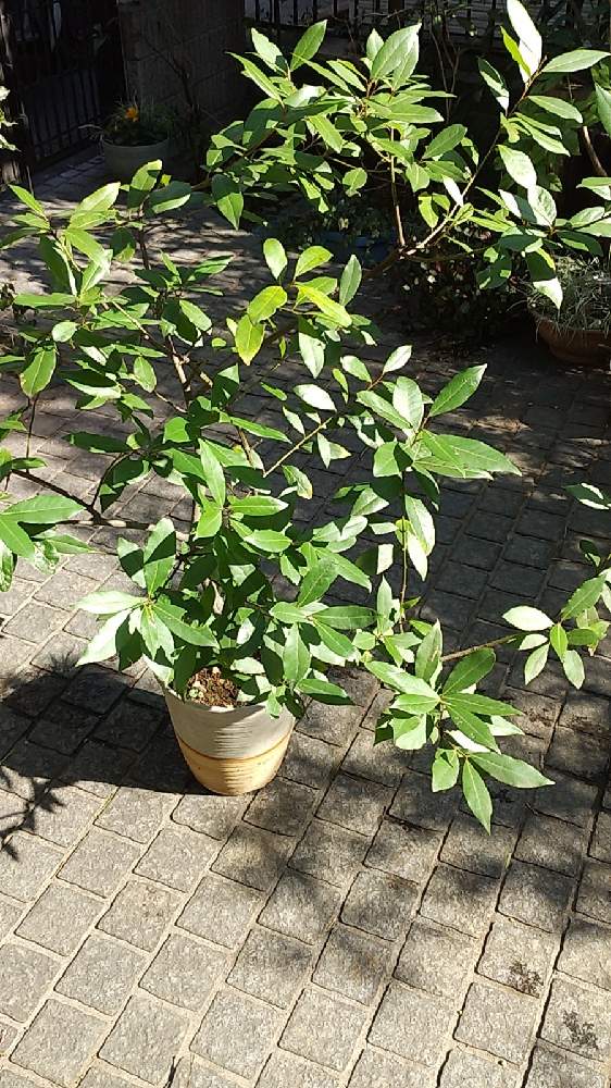 月桂樹 ローリエ の投稿画像 By アランの母さん 庭木と今日のお花とおうち園芸 21月2月11日 Greensnap グリーンスナップ