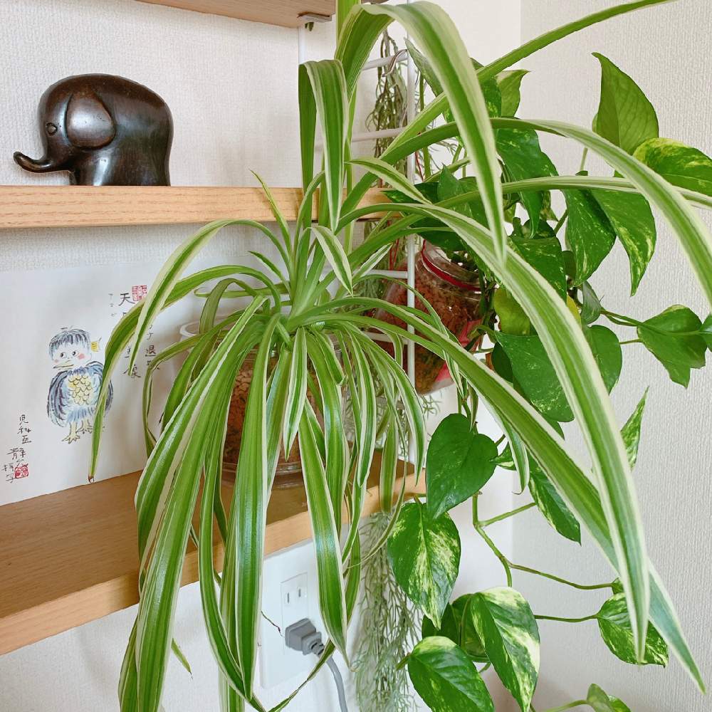 観葉植物の投稿画像 By タカプナさん セラミス 21月2月11日 Greensnap グリーンスナップ