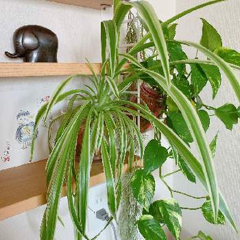 セラミスの投稿画像一覧 Greensnap グリーンスナップ