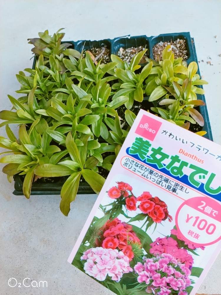 なでしこの投稿画像 By もちおさん 小さな庭とポットとダイソーと種からとおうち園芸とガーデニングとポットとダイソーと種からとおうち園芸とガーデニング 21月2月11日 Greensnap グリーンスナップ Greensnap グリーンスナップ