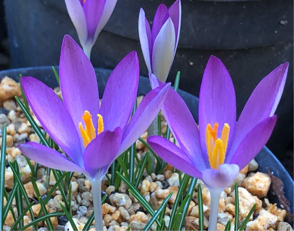 クロッカス ライラックビューティーの投稿画像 By おとみさんさん 球根と球根植物とアヤメ科とクロッカス と小さな庭と球根と球根植物とアヤメ科とクロッカス 21月2月11日 Greensnap グリーンスナップ Greensnap グリーンスナップ クロッカス ライラックビューティーの投稿画像 By おとみさんさん 球根と球根植物とアヤメ科とクロッカス と小さな庭と球根と球根植物とアヤメ科とクロッカス 21月2月11日 Greensnap グリーンスナップ Greensnap グリーンスナップ