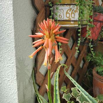 アロエの花の投稿画像一覧 Greensnap グリーンスナップ