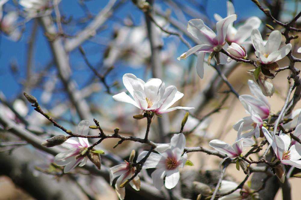 マグノリア の 仲間 たち Greensnap グリーンスナップ