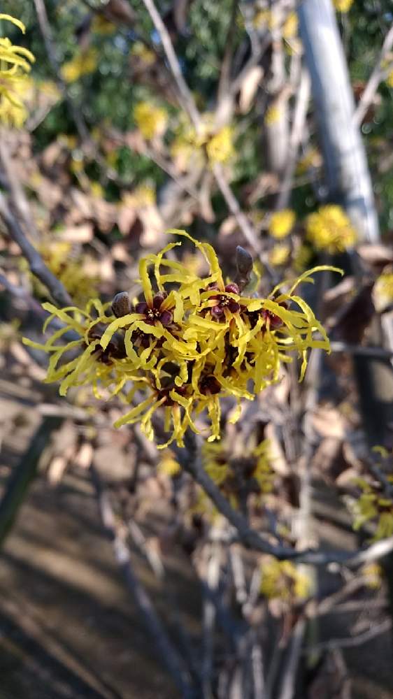 マンサクの投稿画像 By ぽんたさん 21月2月11日 Greensnap グリーンスナップ