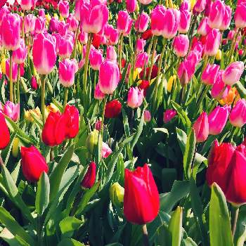 春はもうすぐ♥️の画像 by ぶらんさん | お出かけ先とアイスチューリップと花のある暮らしと移ろう季節と春はもうすぐ♥️