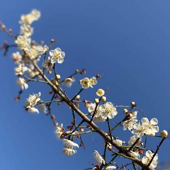 実のなる木♪の画像 by コアラさん | 梅の花と小梅と梅干しとピンクの花と蕾がいっぱいと北風の中と花のある暮らしと実のなる木♪と咲いた！