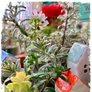 ヘリクリサム の投稿画像一覧 Greensnap グリーンスナップ