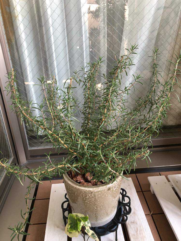 ハーブ代表 ローズマリー Greensnap グリーンスナップ