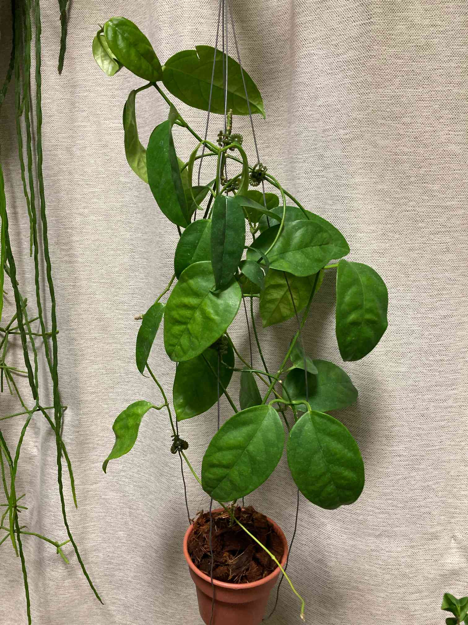 ホヤ ブオティの復活大作戦 2020-2021|🍀GreenSnap(グリーン ホヤ ブオティの復活大作戦 2020-2021|🍀GreenSnap(グリーン