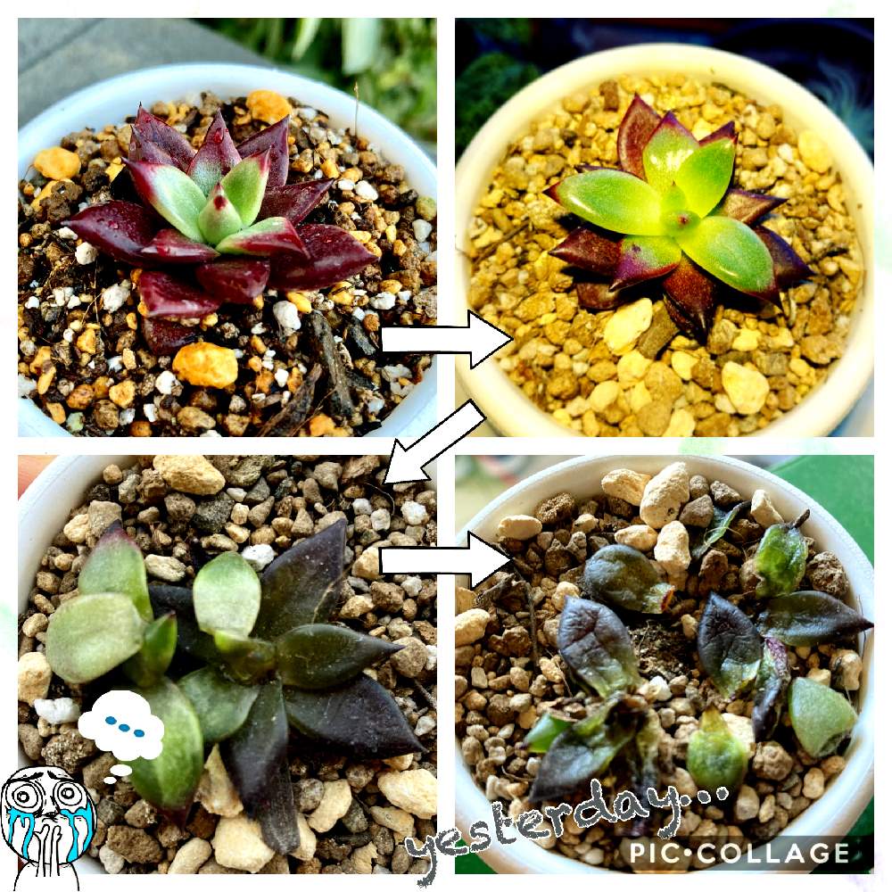 ロメオルビンの投稿画像 By ももたろうさん アガボイデス系 21月2月11日 Greensnap グリーンスナップ