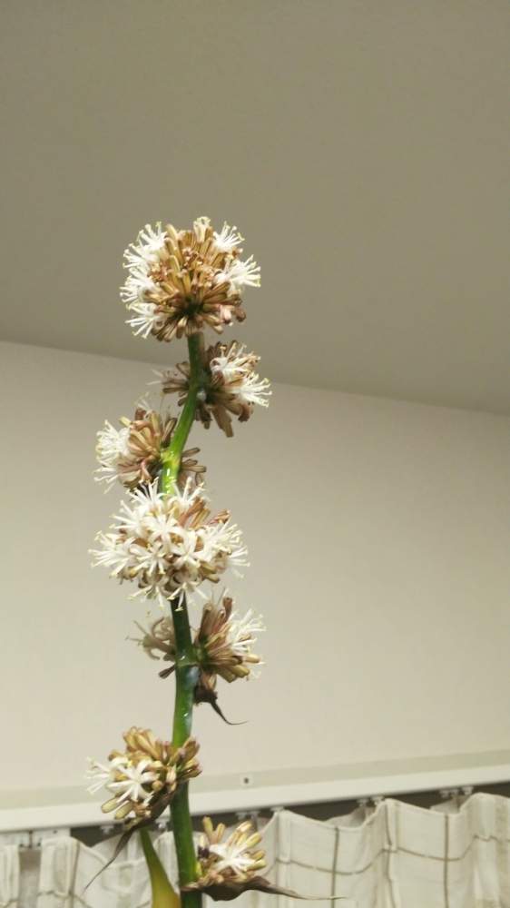 ドラセナの投稿画像 By 蘇芳さん ドラセナ マッサンゲアナ 21月2月11日 Greensnap グリーンスナップ