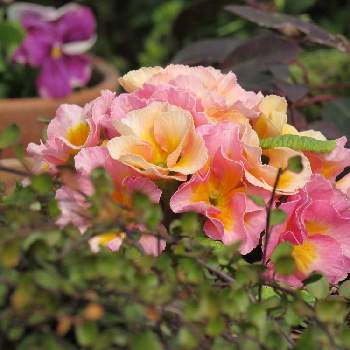 プリムラ・ポリアンサの画像 by 流星さん | 広い庭とプリムラ・ポリアンサと花のある暮らしと鉢植え。と プリムラとおうち園芸