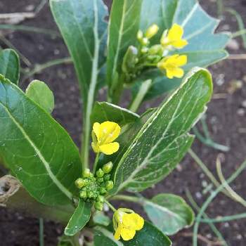 オータムポエムの花の投稿画像一覧 Greensnap グリーンスナップ