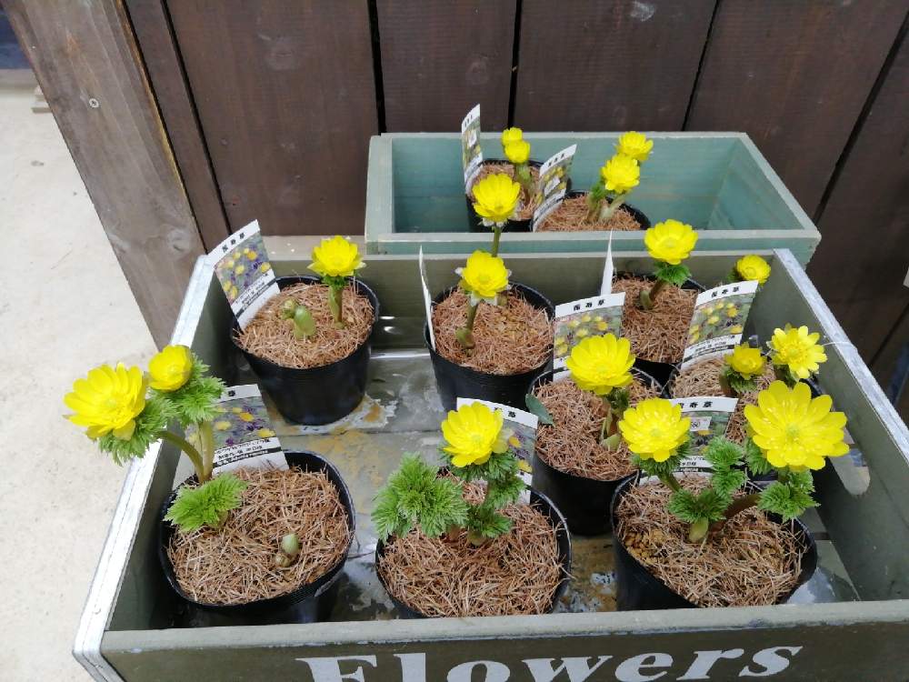 福寿草の投稿画像 By はな さん 札幌百合が原公園大温室と冬の北海道 21月2月11日 Greensnap グリーンスナップ