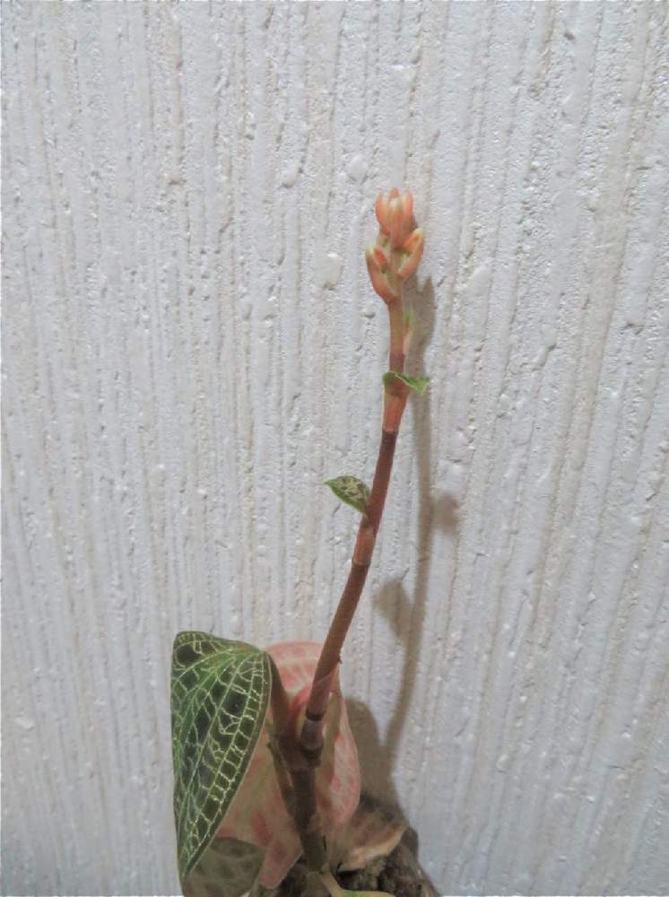 ジュエルオーキッド マコデスペトラの投稿画像 By あるとさん マコデス ペトラとみどりのある暮らしと観葉植物とお気に入りと珍種と斑入り観葉植物とおうち園芸と植中毒と葉っぱ大好き 21月2月11日 Greensnap グリーンスナップ