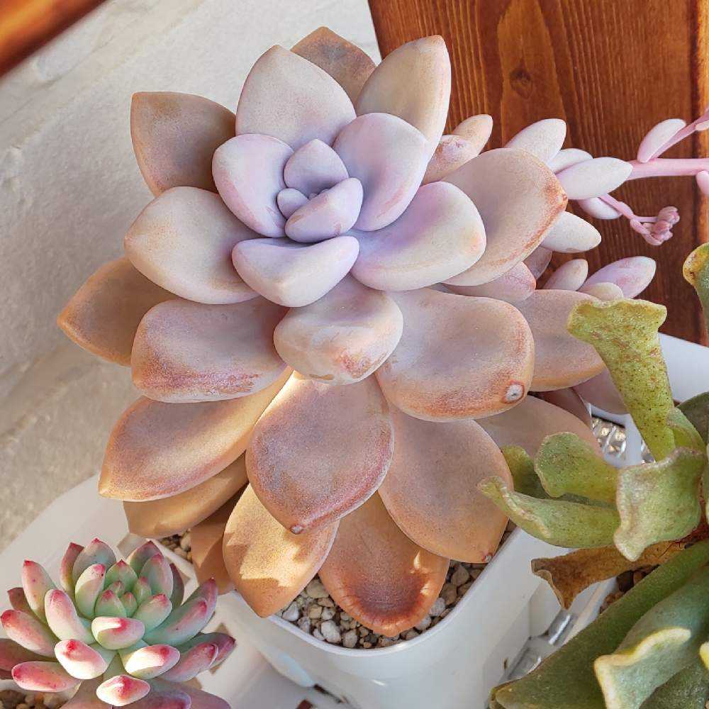 286 ムラサキの生長記録 2022.05.15更新｜🍀GreenSnap（グリーンスナップ）