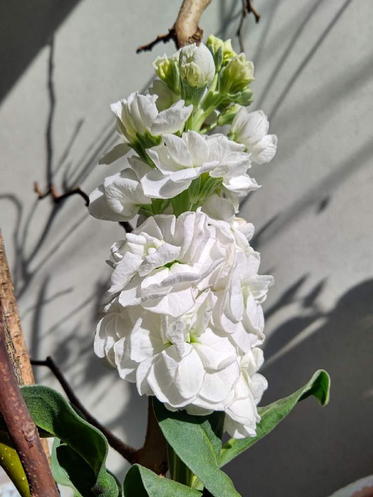 たやｽﾄｯｸ白 の投稿画像 By Taya S Lab さん 背の高い花と良い香りのする花と縦に咲く花と純白と光と影と香りのする植物と八重咲きストック と挿し木で増やすと良い香り と高さを出したい時にと八重咲きと香りのする花と切り花と たやｽﾄｯｸ白 と背の高い花と良い香り