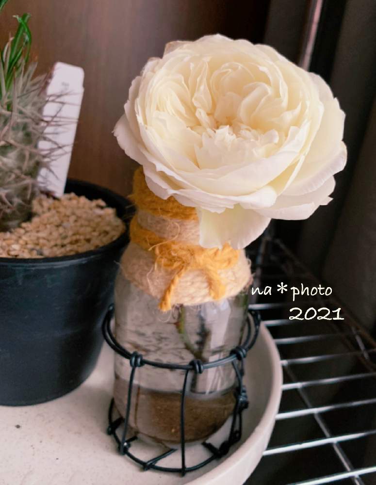 バラの投稿画像 By なーちゃんさん ボレロとバラの庭とバラと暮らすと薔薇愛同盟とお気に入りの器や花瓶と植物とバラのある暮らしとバラの切り花とおうち園芸と静岡県とiphone撮影 21月2月12日 Greensnap グリーンスナップ