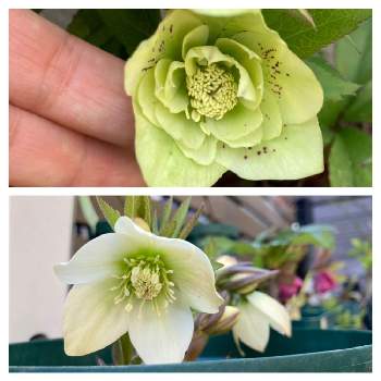 八重咲きクリスマスローズの投稿画像一覧 Greensnap グリーンスナップ