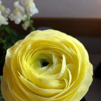 ラナンキュラスの寄せ植えの投稿画像一覧 Greensnap グリーンスナップ