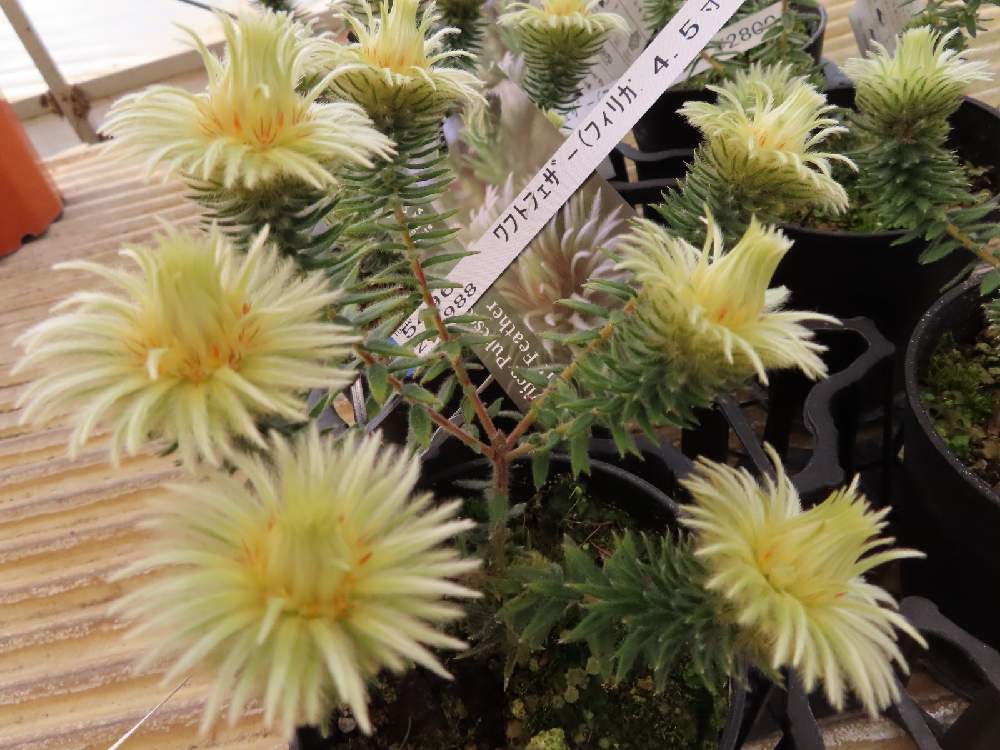 フィリカ プベッセンス ワフトフェザーの投稿画像 By ゆーちゃんさん キュンキュン乙女倶楽部と千葉県と部員no294と 最前線のあなたへとおはなやさんと医療現場の人々に感謝 21月2月12日 Greensnap グリーンスナップ