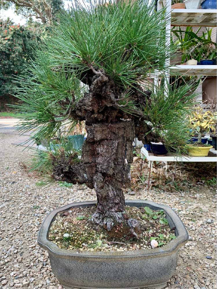 ニシキマツの植え替え 菌根菌はsdgsにピッタリ Greensnap グリーンスナップ