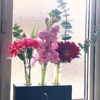 ユーカリ銀世界の画像 by ner0l1さん | 玄関とカーネーションとガーベラとストックとムギとユーカリ銀世界とお気に入りの器や花瓶と植物とcalmとお花の定期便と生花と切り花とサブスク
