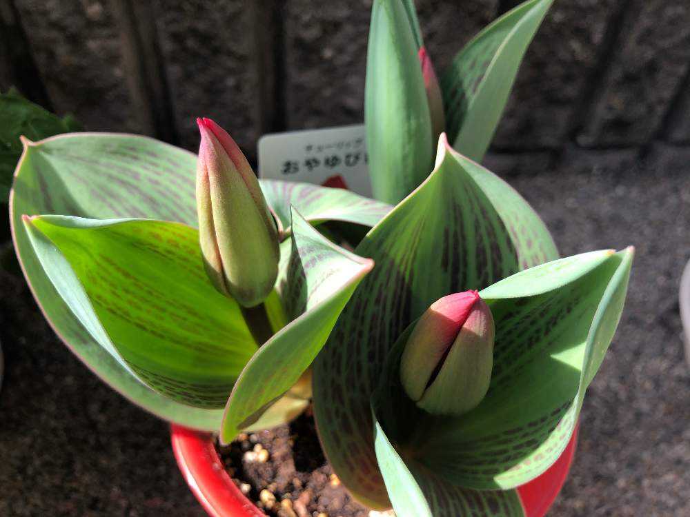 チューリップ おやゆび姫 Greensnap グリーンスナップ