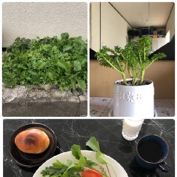 鉢植え野菜の画像 by ブブさん | ラディッシュとパセリとわさび菜とサラダ春菊と鉢植え野菜と小さな庭の野菜